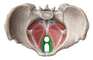 Puborectalis muscle (#5801)