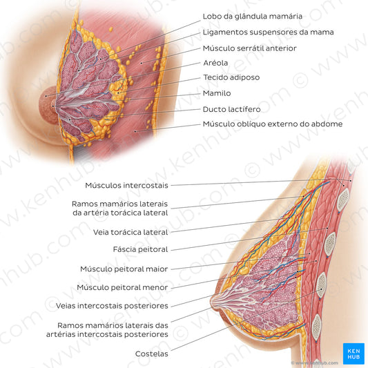 Female breast structure (Portuguese)