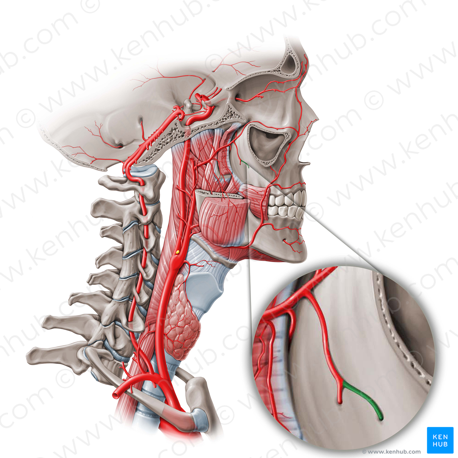 Greater palatine artery (#1582)