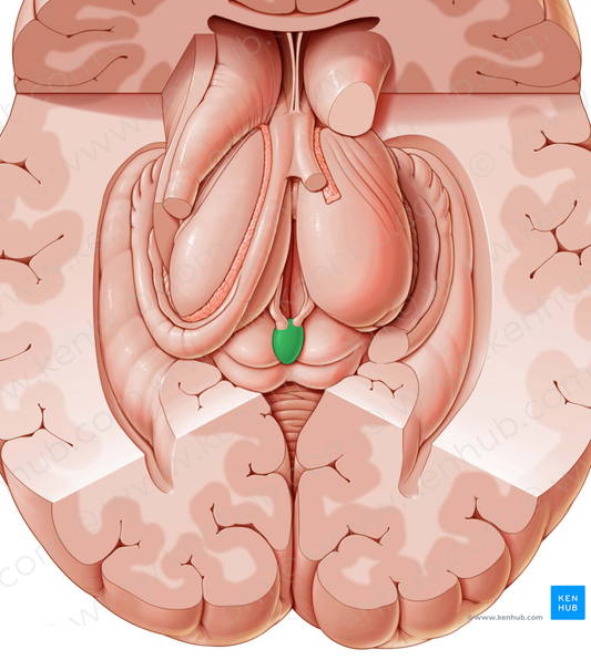 Pineal gland (#4092)