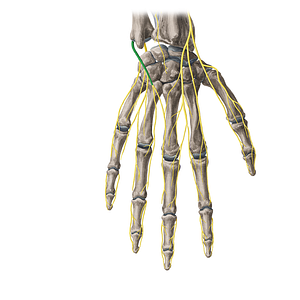 Dorsal branch of ulnar nerve (#8677)