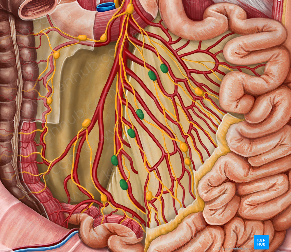 Intermediate mesenteric lymph nodes (#7056)