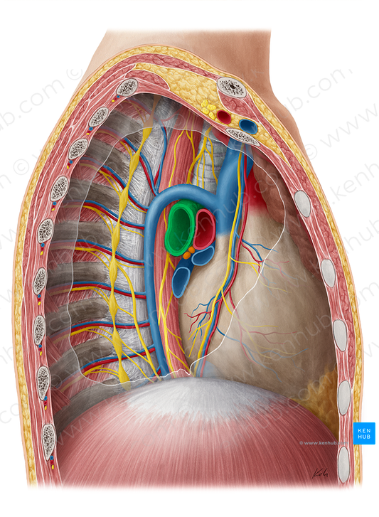 Right main bronchus (#2229)