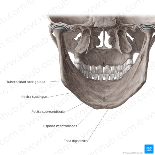 Mandible (Posterior view) (Spanish)