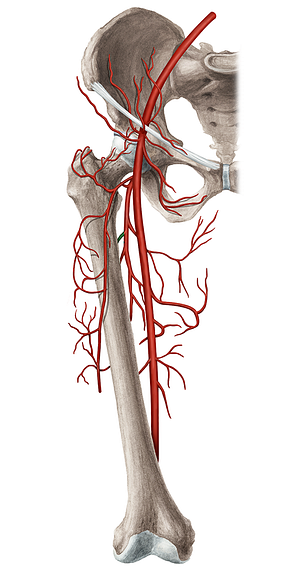 First femoral perforating artery (#1610)