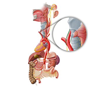 Right recurrent laryngeal nerve (#6511)