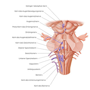 Cranial nerve nuclei - posterior view (efferent) (German)