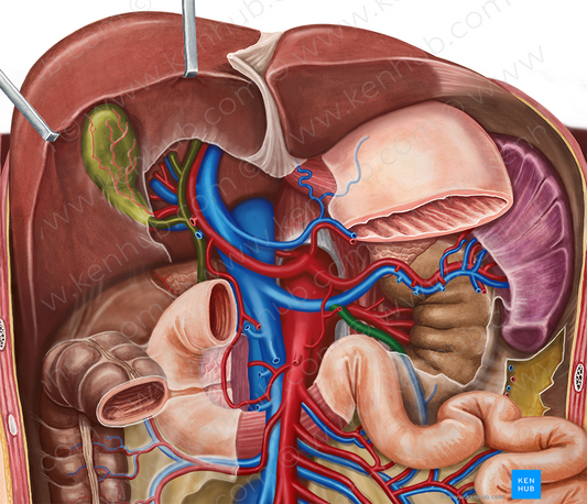 Inferior mesenteric vein (#10410)