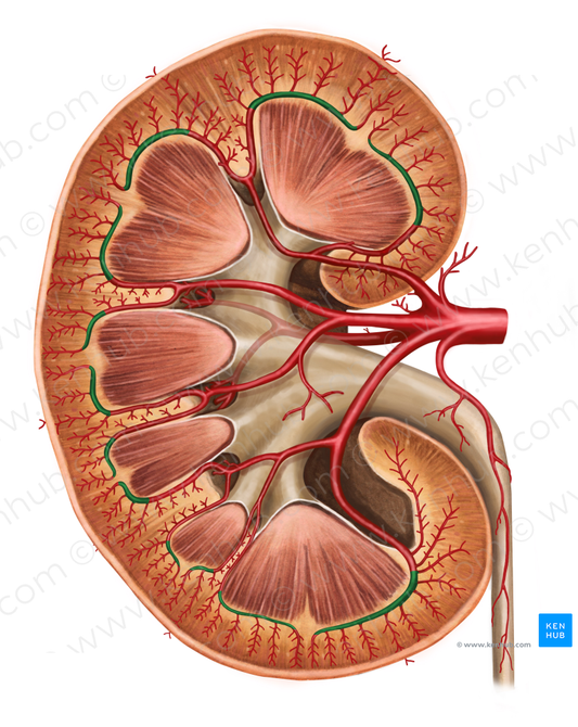 Arcuate artery of kidney (#1116)