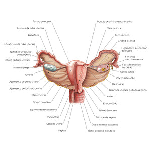 Uterus and ovaries (Portuguese)