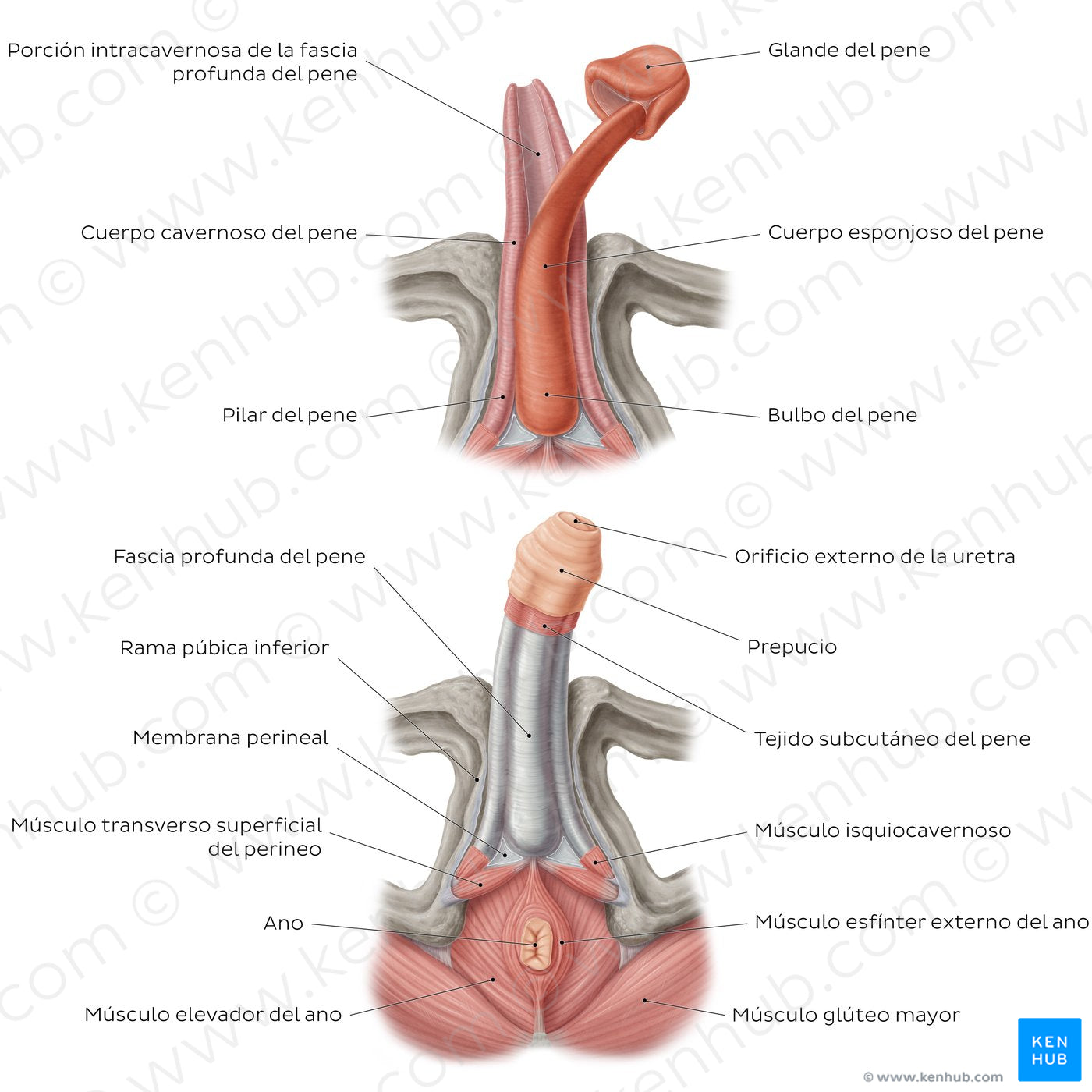 Structure of the penis (Spanish)