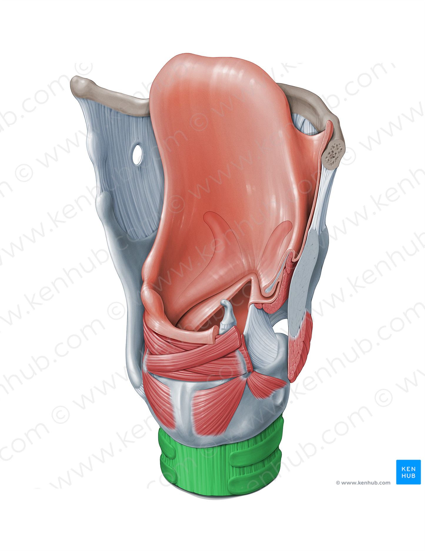 Trachea (#18332)