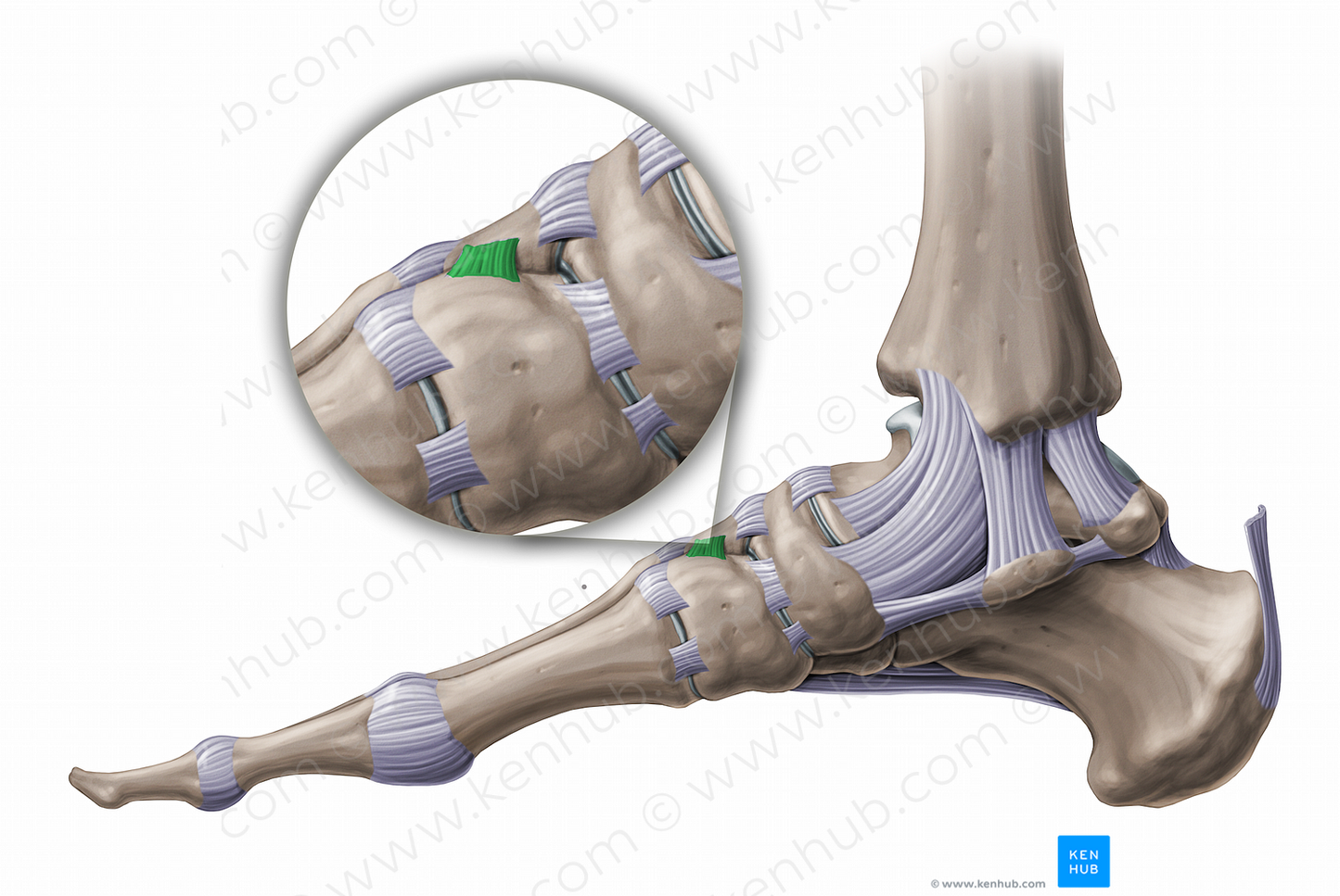 Dorsal intercuneiform ligament (#11233)