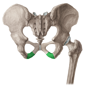 Ramus of ischium (#16064)