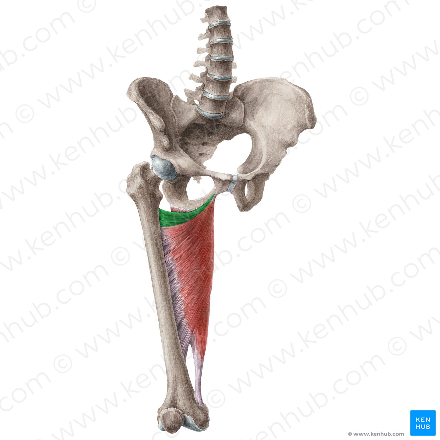 Adductor minimus muscle (#5195)