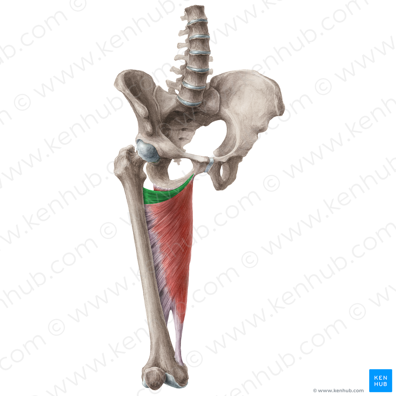 Adductor minimus muscle (#5195)
