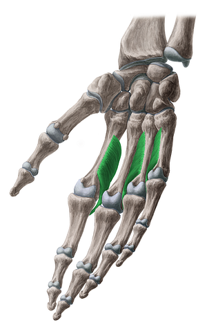 Palmar interossei muscles (#5132)