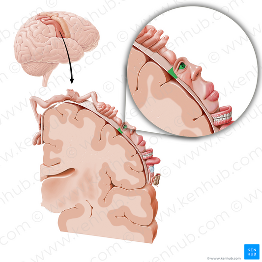 Sensory cortex of eye (#11040)