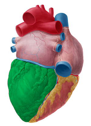Left ventricle of heart (#10707)