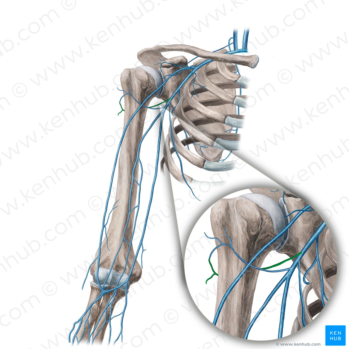 Posterior circumflex humeral vein (#21650)