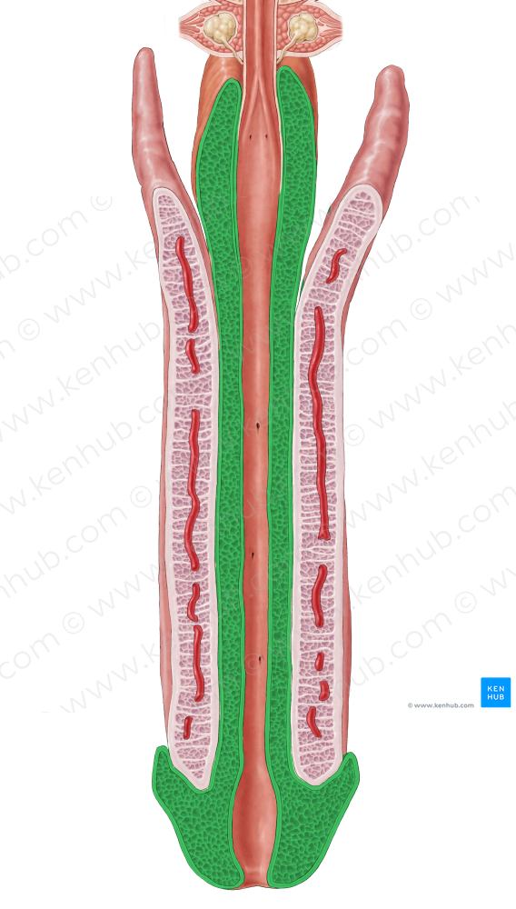 Corpus spongiosum of penis (#2994)