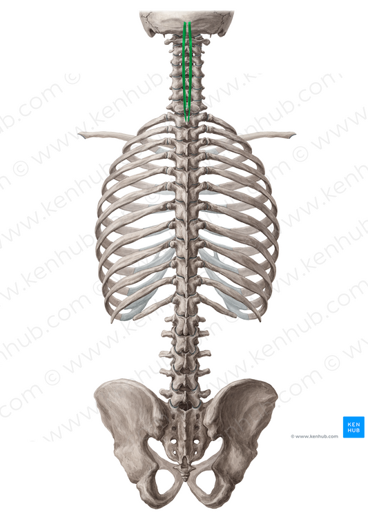 Spinalis capitis muscle (#18887)