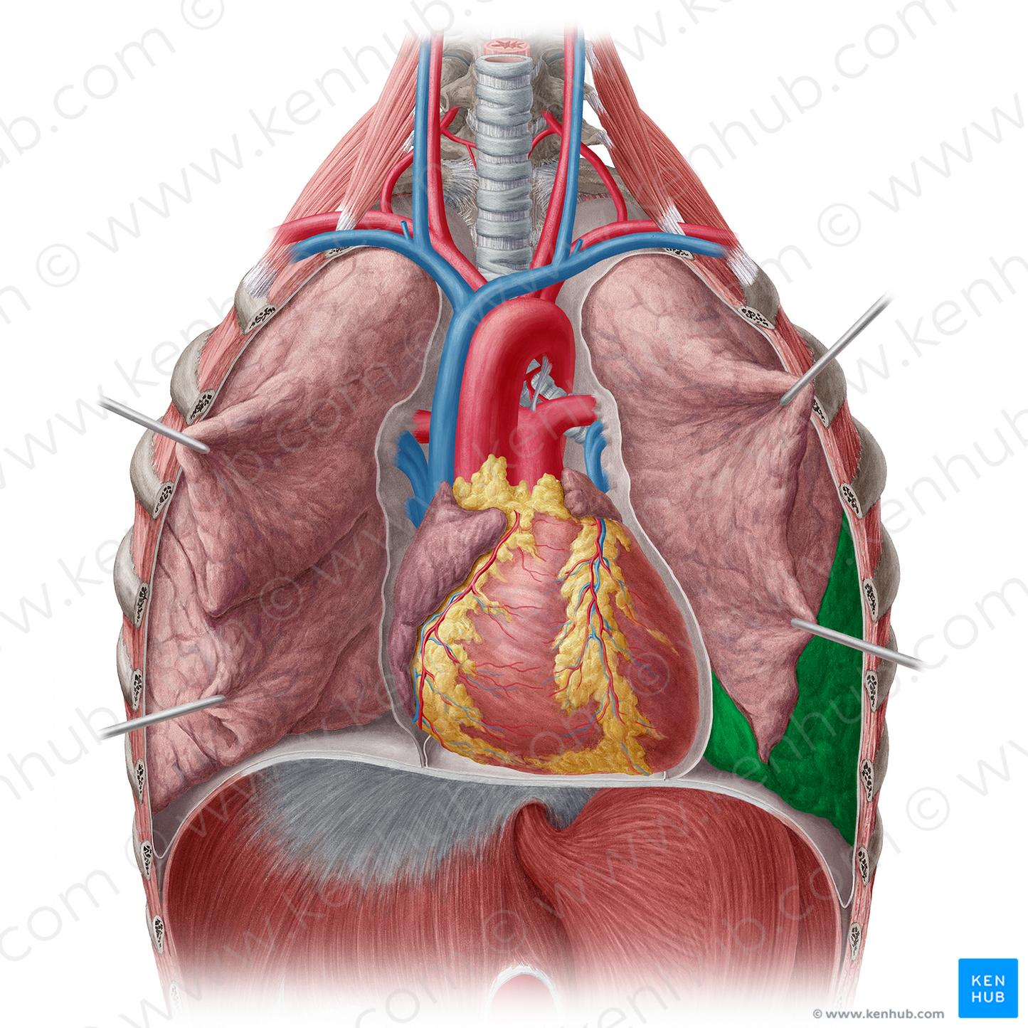 Inferior lobe of left lung (#4836)