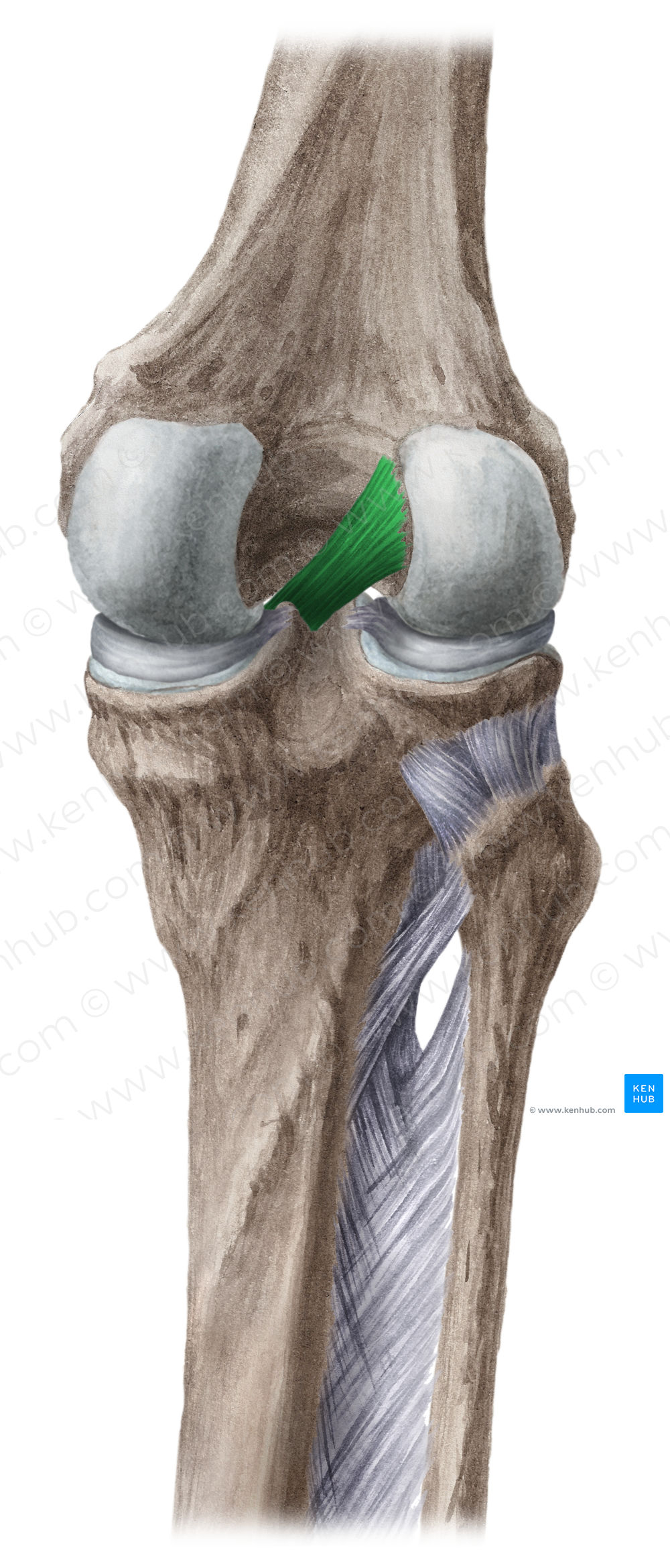 Anterior cruciate ligament (#4518)
