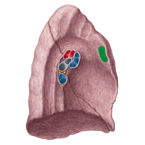 Thymic impression of left lung (#21443)