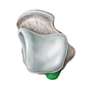 Lateral tubercle of posterior process of talus (#9731)