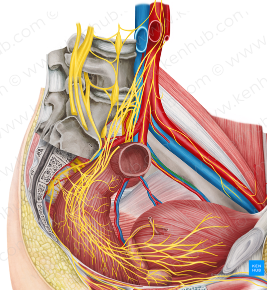 Obturator nerve (#6598)