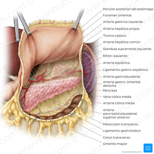 Omental bursa (structures) (Spanish)