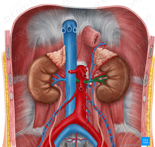 Left renal vein (#10552)