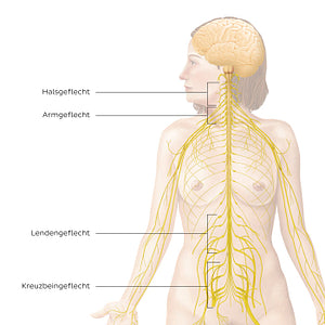 Peripheral nervous system: main plexuses (German)