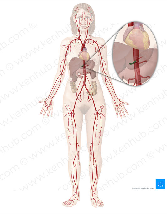 Common hepatic artery (#1323)