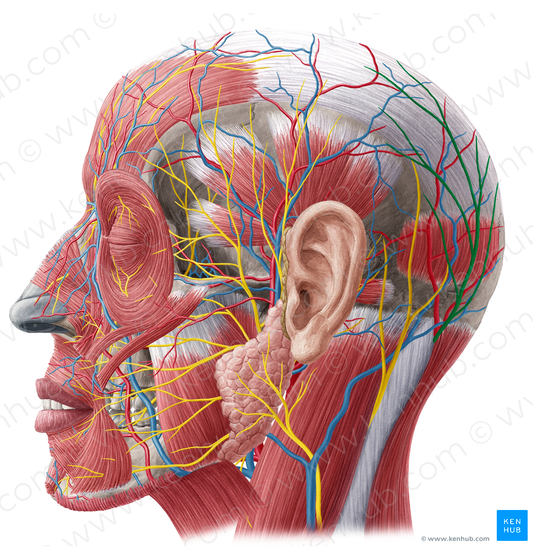 Greater occipital nerve (#6605)