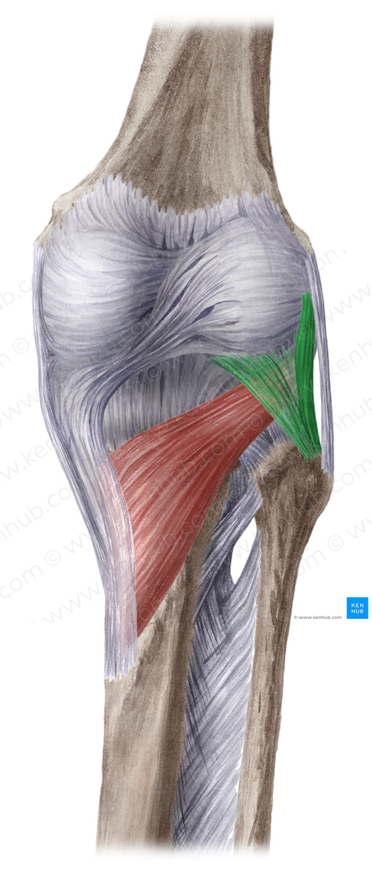 Arcuate popliteal ligament (#4599)