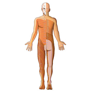 Dermatomes: Keegan and Garrett map (German)