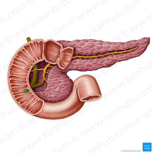 Major duodenal papilla (#13943)