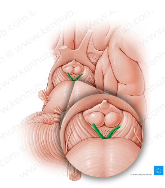 Oculomotor nerve (#12794)