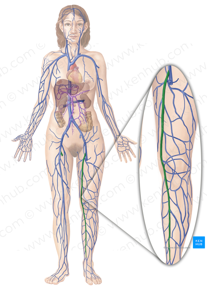 Great saphenous vein (#10568)