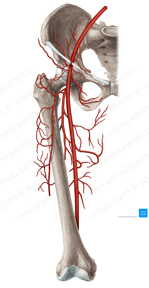 Second femoral perforating artery (#1612)