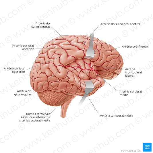 Arteries of the brain - Lateral view (Portuguese)