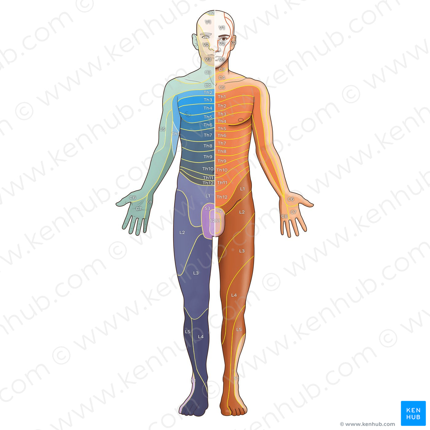 Dermatomes: Foerster/Keegan and Garrett map - Anterior (German)