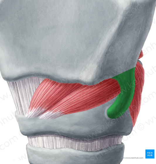 Inferior horn of thyroid cartilage (#2857)