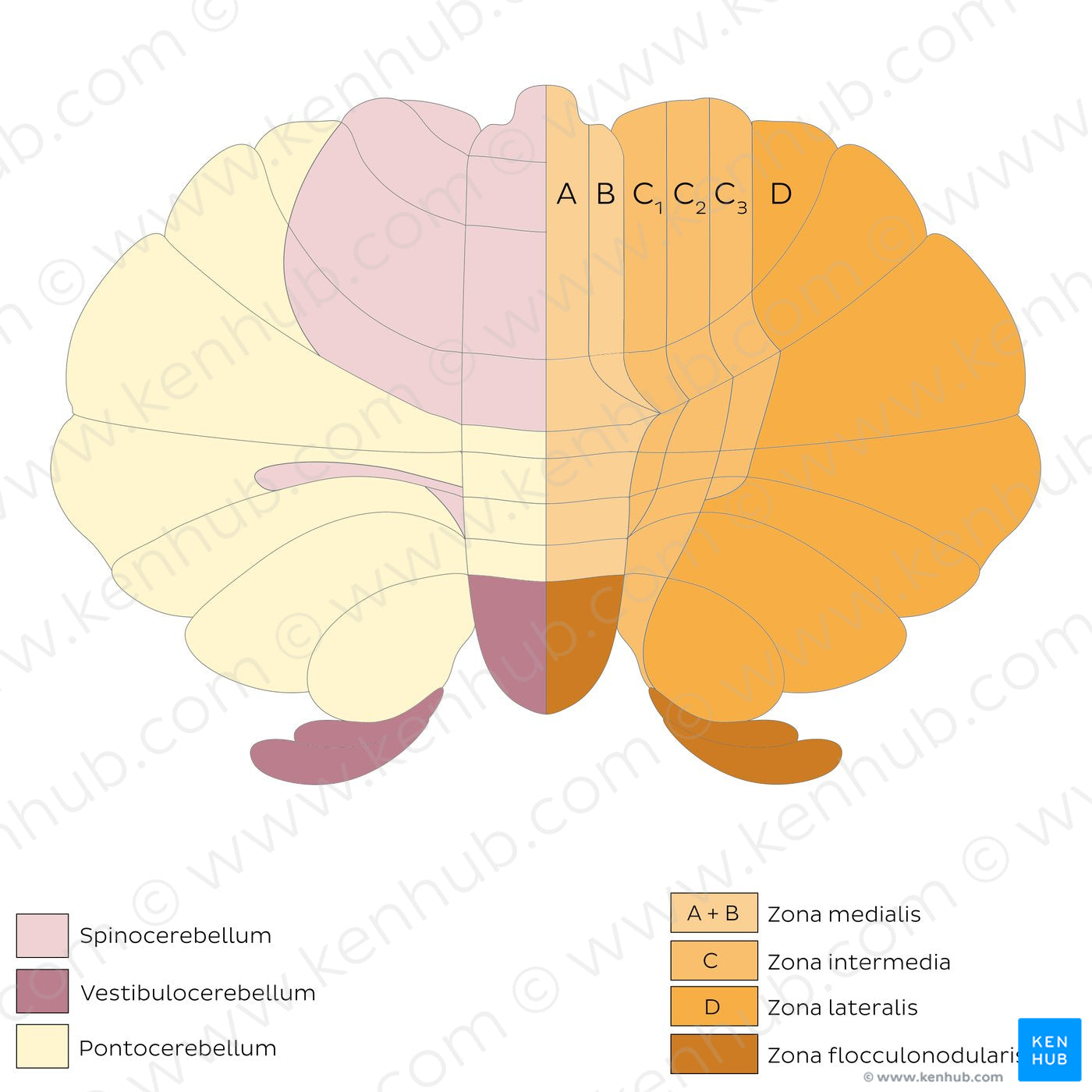 Cerebellum - divisions and zones (schematic) (Latin)