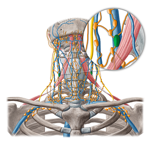 Juguloomohyoid lymph nodes (#6935)