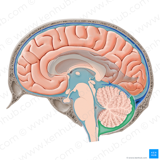 Posterior cerebellomedullary cistern (#12077)