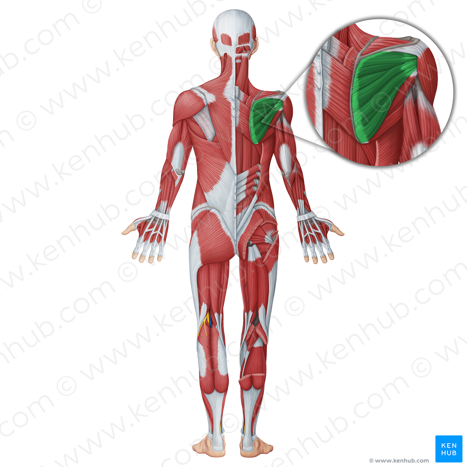 Infraspinatus muscle (#18694)