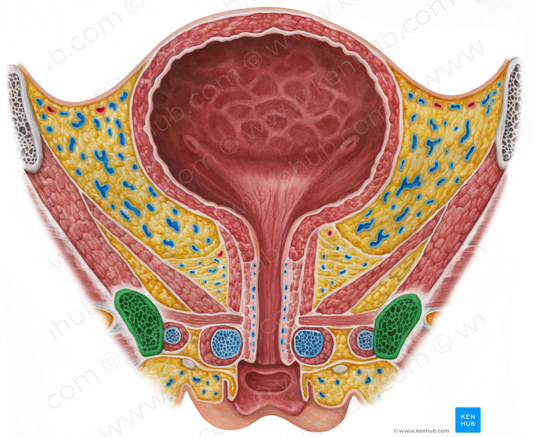 Inferior pubic ramus (#8712)